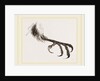 Foot of Bengal by Anonymous