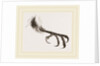 Foot of Bengal by Anonymous