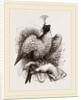 Hawk on Fist by Anonymous