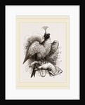 Hawk on Fist by Anonymous