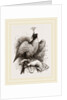 Hawk on Fist by Anonymous