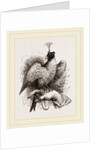Hawk on Fist by Anonymous