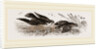 Peregrine Falcon and Partridge by Anonymous