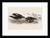 Peregrine Falcon and Partridge by Anonymous