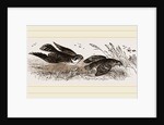 Peregrine Falcon and Partridge by Anonymous