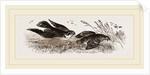 Peregrine Falcon and Partridge by Anonymous