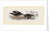 Peregrine Falcon and Partridge by Anonymous
