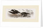 Peregrine Falcon and Partridge by Anonymous