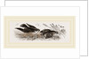 Peregrine Falcon and Partridge by Anonymous