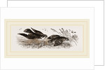 Peregrine Falcon and Partridge by Anonymous