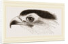 Head of Secretary-bird by Anonymous