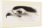 Head of Secretary-bird by Anonymous