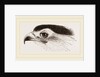 Head of Secretary-bird by Anonymous