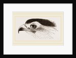 Head of Secretary-bird by Anonymous