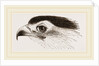 Head of Secretary-bird by Anonymous