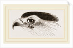 Head of Secretary-bird by Anonymous