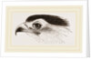 Head of Secretary-bird by Anonymous