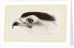 Head of Secretary-bird by Anonymous