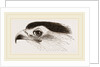 Head of Secretary-bird by Anonymous