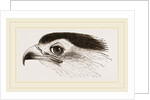 Head of Secretary-bird by Anonymous