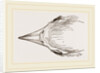 Head of Secretary-bird by Anonymous