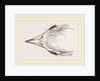 Head of Secretary-bird by Anonymous