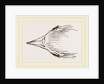 Head of Secretary-bird by Anonymous