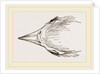 Head of Secretary-bird by Anonymous
