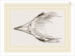 Head of Secretary-bird by Anonymous