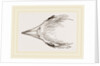 Head of Secretary-bird by Anonymous