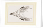 Head of Secretary-bird by Anonymous