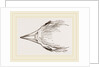 Head of Secretary-bird by Anonymous