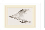 Head of Secretary-bird by Anonymous