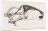 Breast-bone of Peregrine Falcon by Anonymous