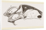 Breast-bone of Peregrine Falcon by Anonymous