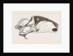 Breast-bone of Peregrine Falcon by Anonymous