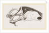 Breast-bone of Peregrine Falcon by Anonymous