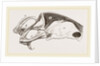 Breast-bone of Peregrine Falcon by Anonymous