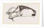 Breast-bone of Peregrine Falcon by Anonymous