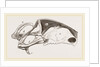 Breast-bone of Peregrine Falcon by Anonymous