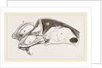 Breast-bone of Peregrine Falcon by Anonymous