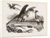 Secretary-birds by Anonymous