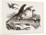 Secretary-birds by Anonymous
