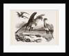 Secretary-birds by Anonymous
