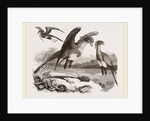 Secretary-birds by Anonymous