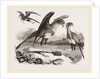 Secretary-birds by Anonymous
