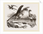 Secretary-birds by Anonymous
