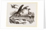 Secretary-birds by Anonymous