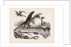 Secretary-birds by Anonymous