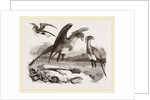 Secretary-birds by Anonymous